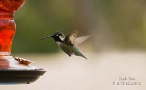 hummingbirdeating