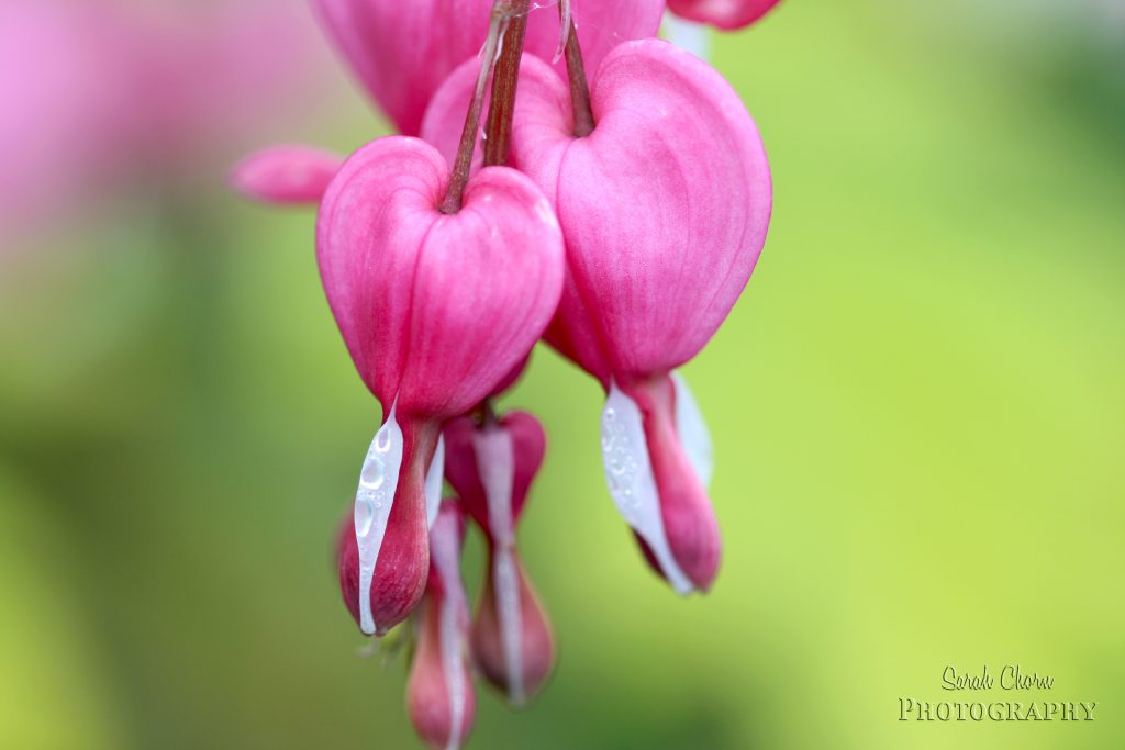 Bleeding Hearts