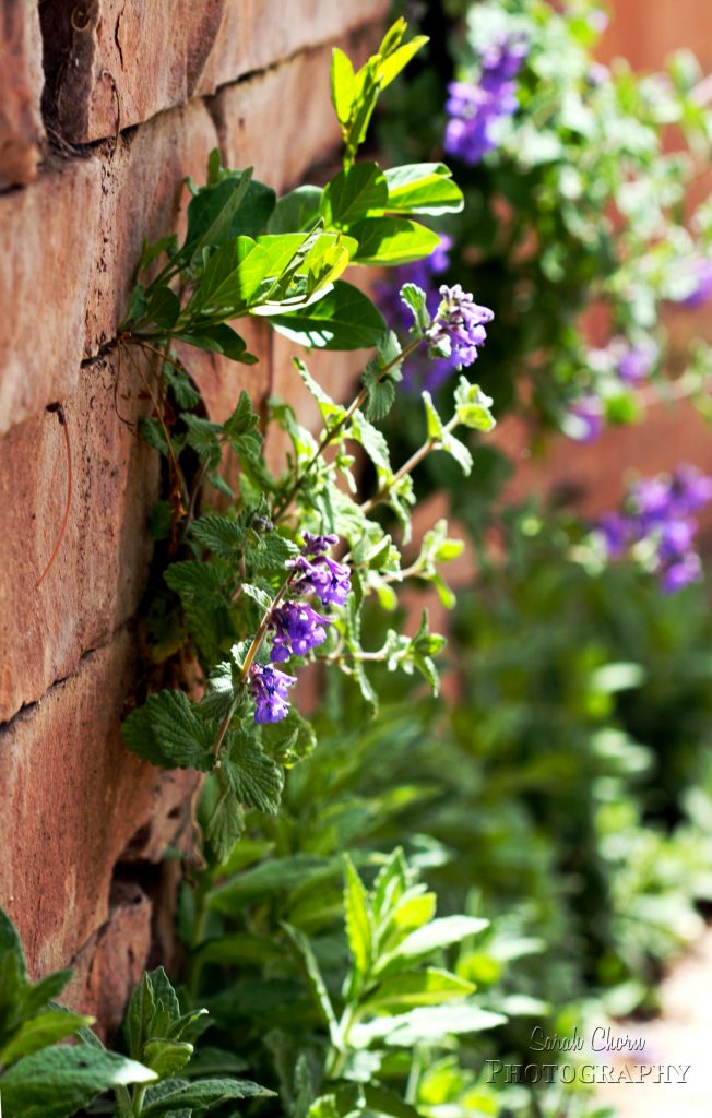 Flowering Wall