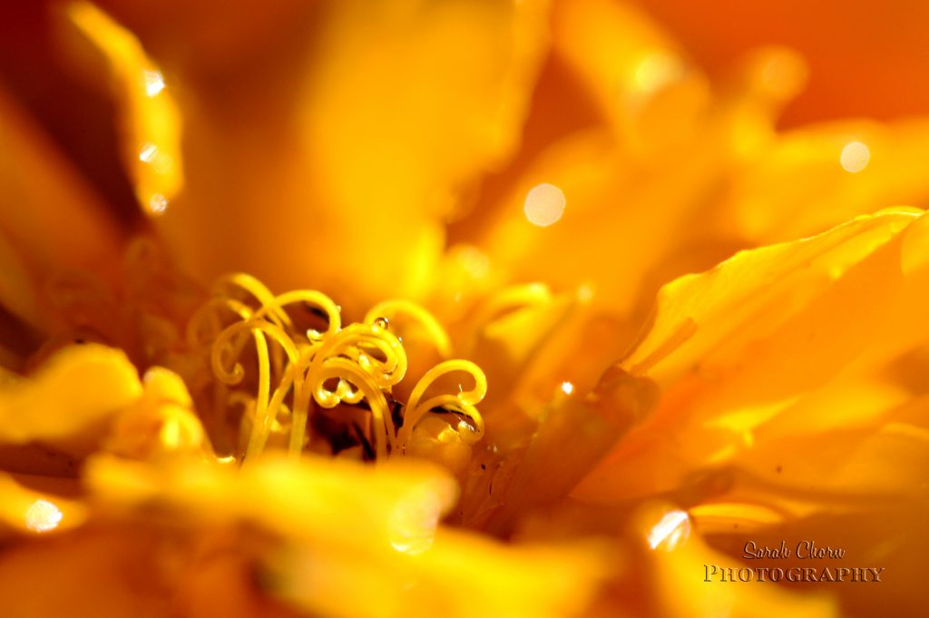 goldenlogo