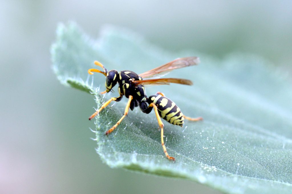 wasp